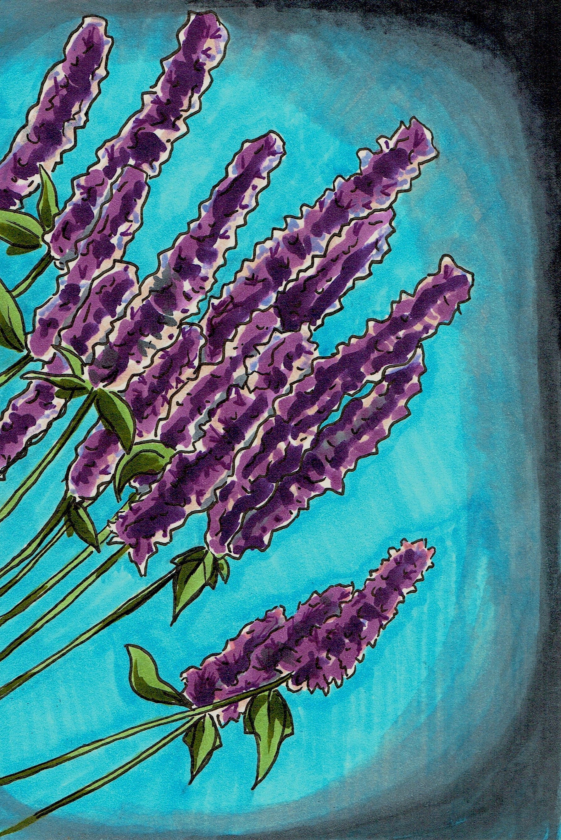 lavender hyssop seeds Hyssop Herb Seeds | Sow True Seed