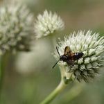 Rattlesnake Master Seeds - Sow True Seed