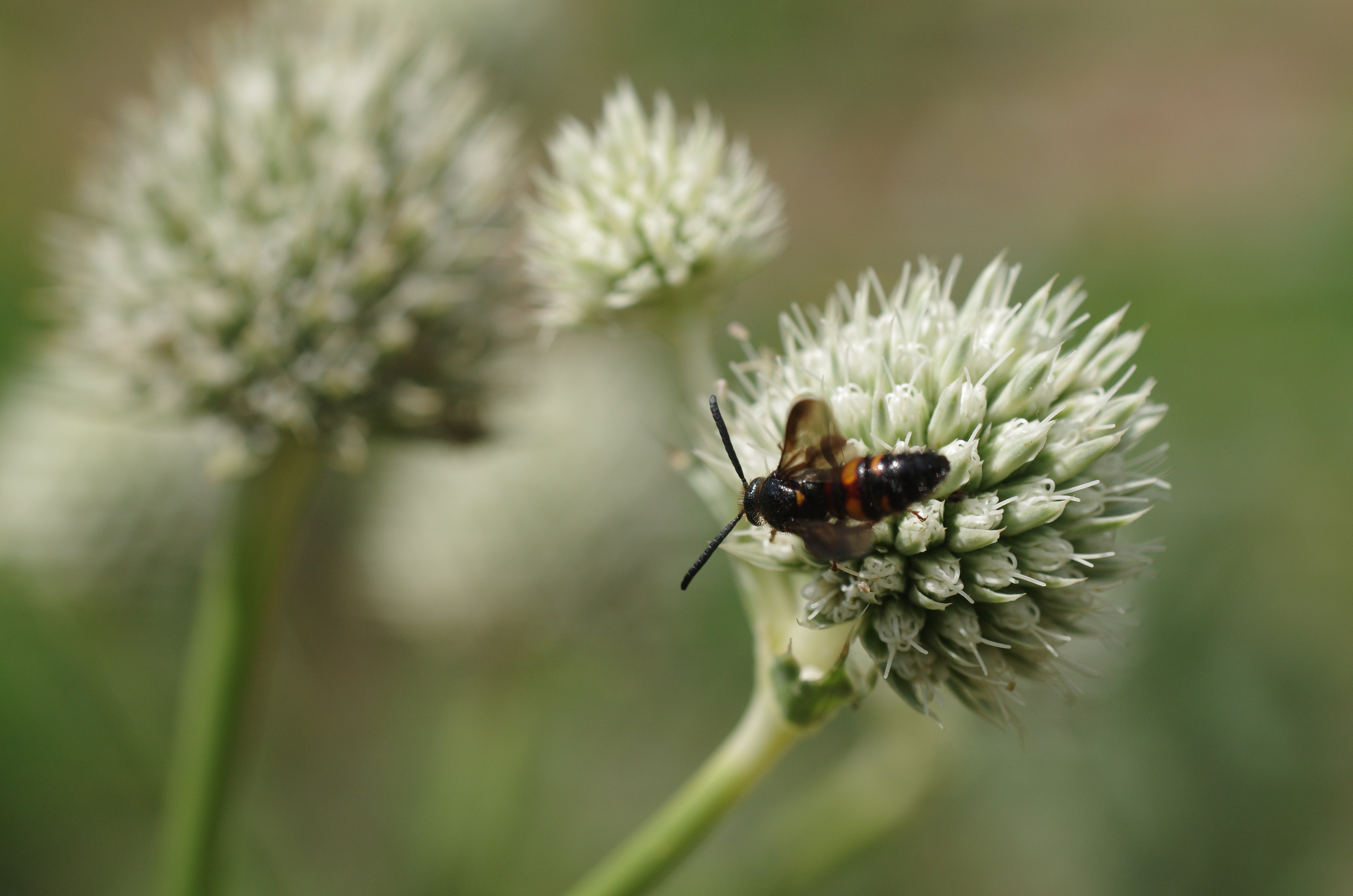 Rattlesnake Master Seeds - Sow True Seed