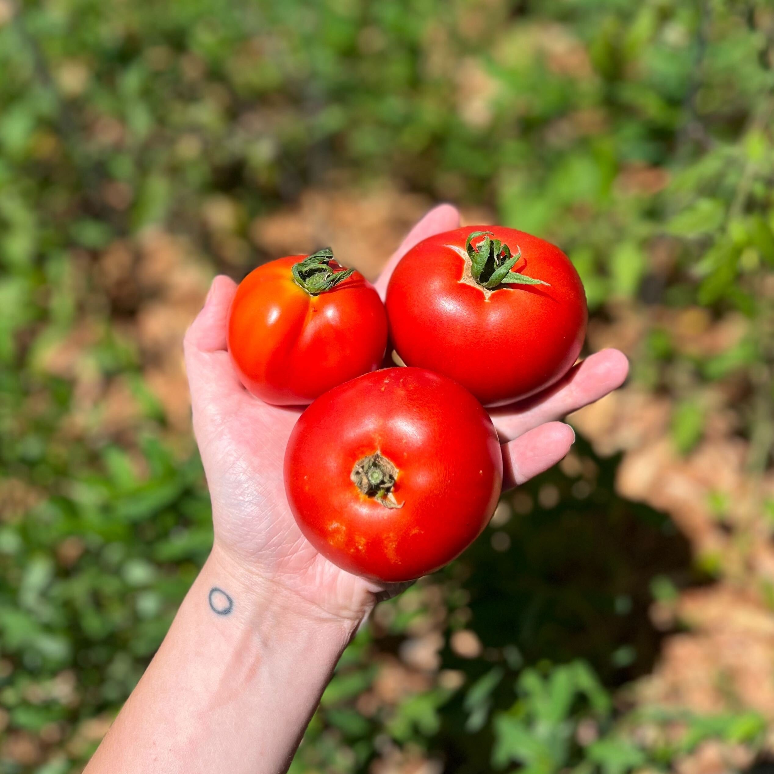 Slicing Tomato Seeds - Legend - Sow True Seed