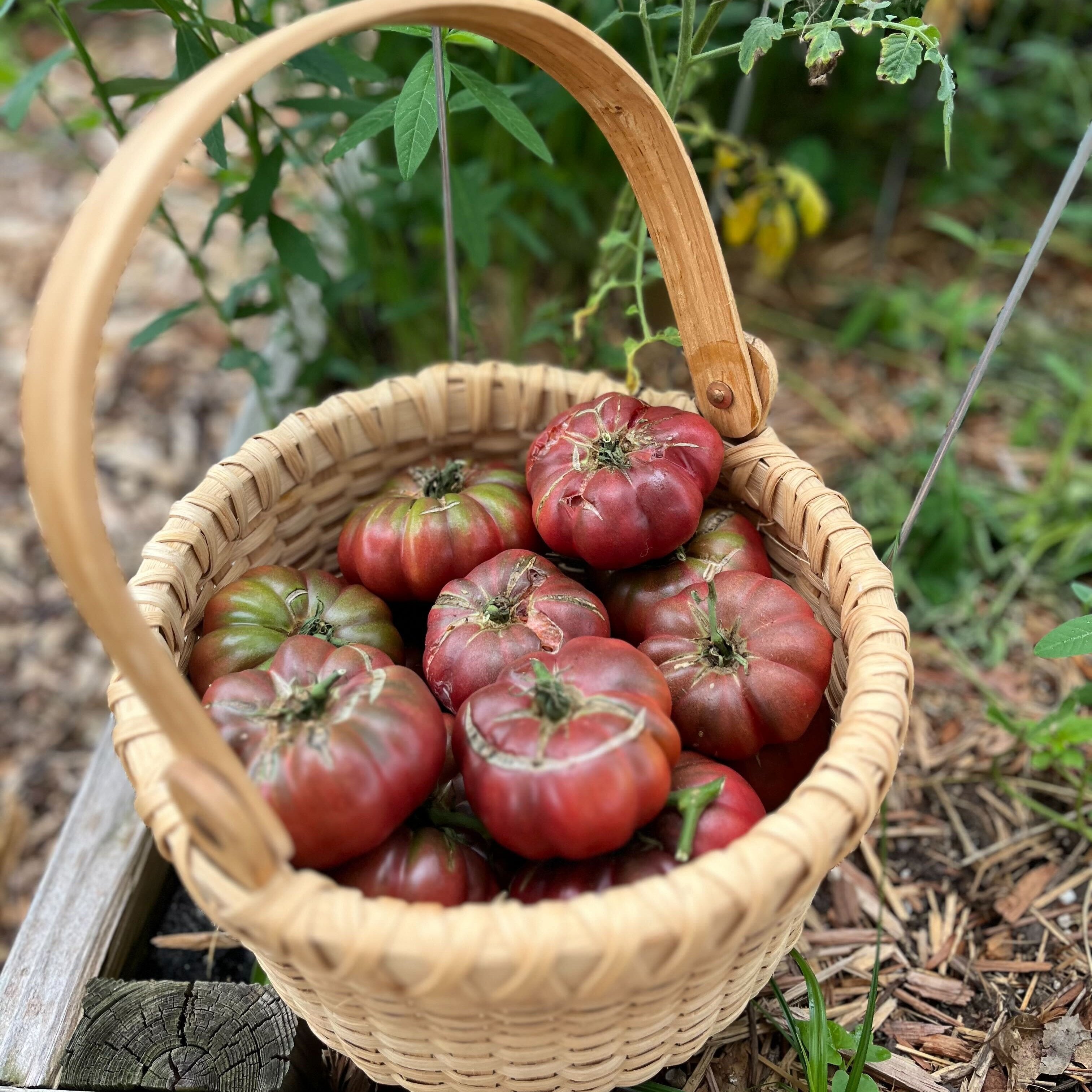 Slicing Tomato Seeds - Purple Calabash - Sow True Seed