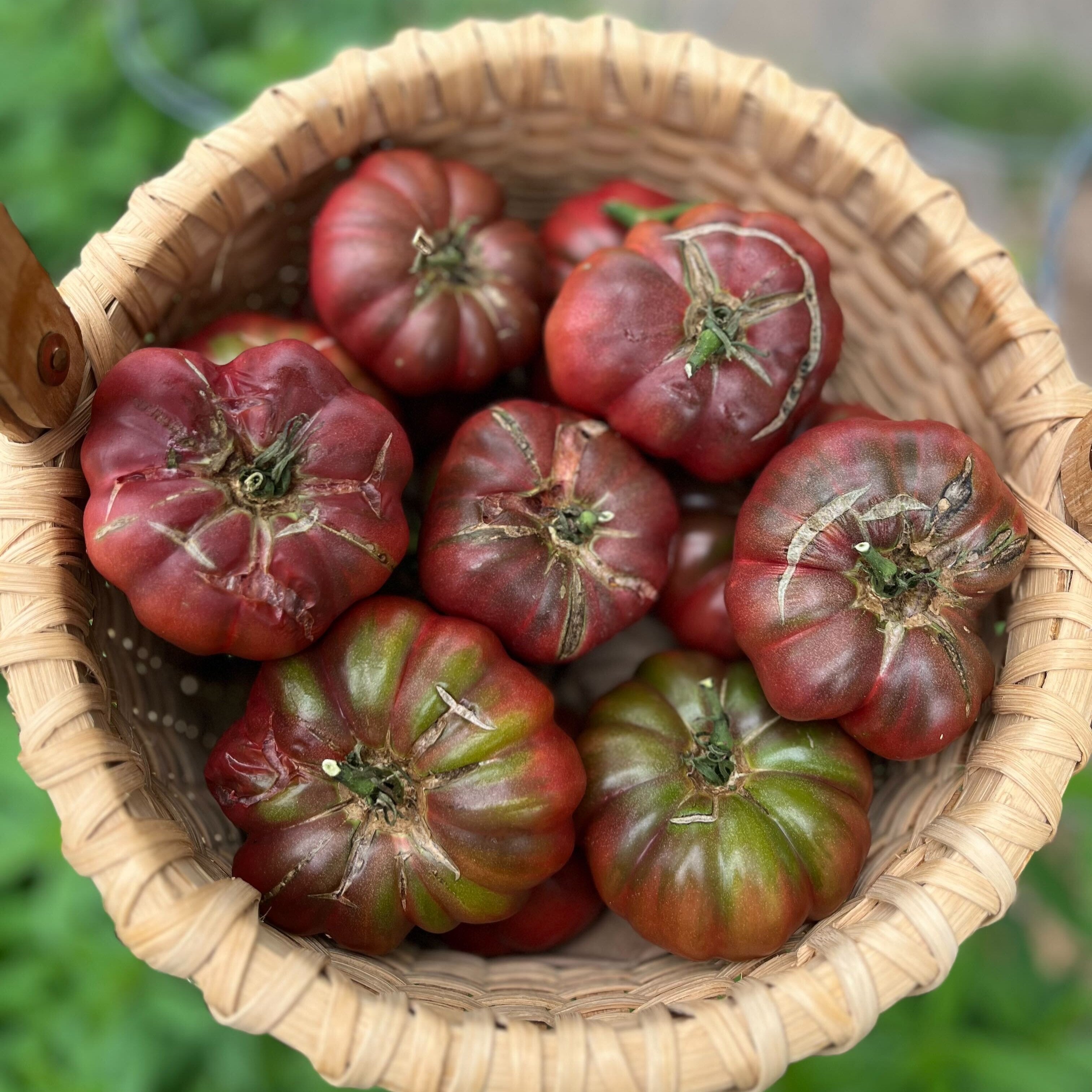 Slicing Tomato Seeds - Purple Calabash - Sow True Seed