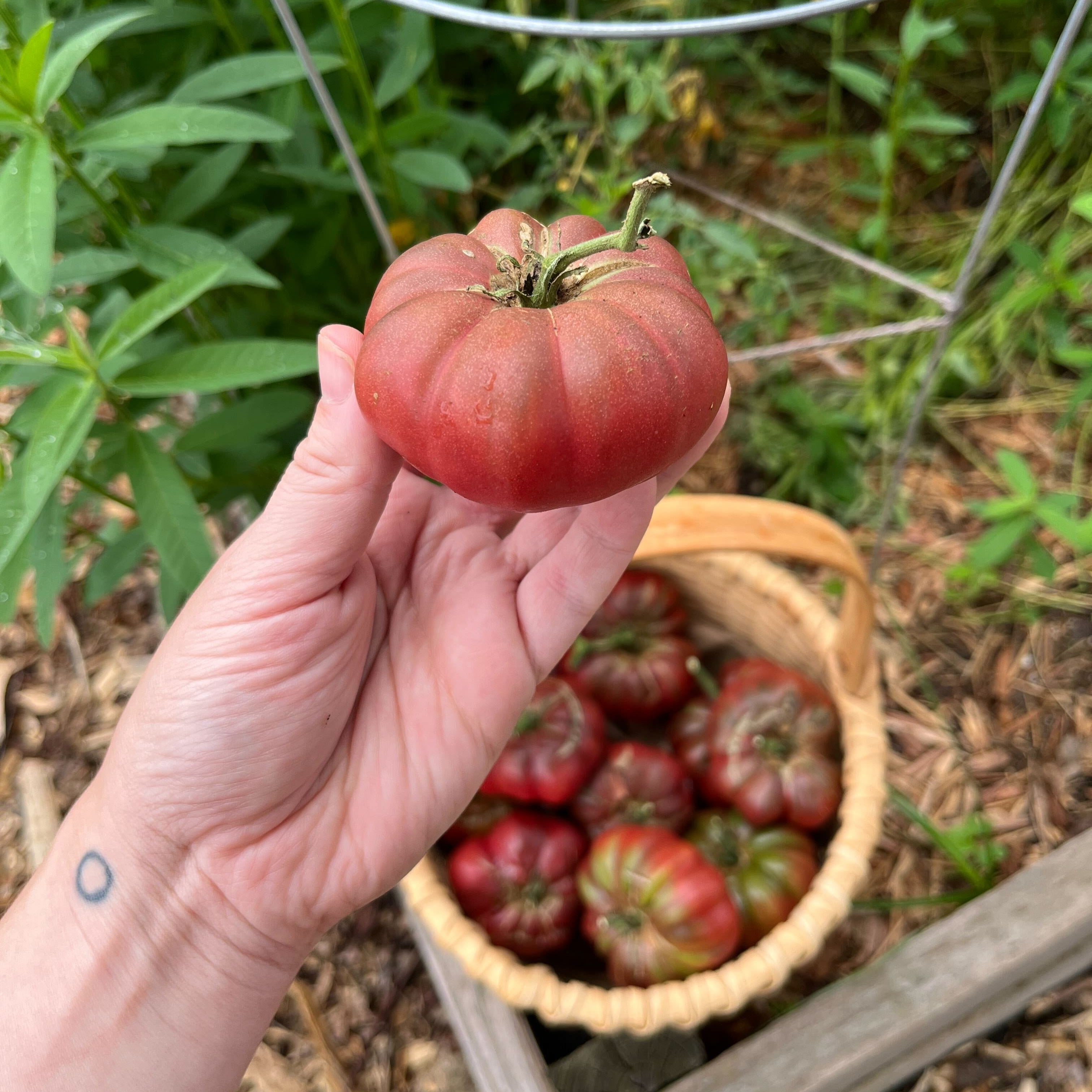 Slicing Tomato Seeds - Purple Calabash - Sow True Seed