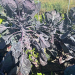 Brussels Sprouts Seeds - Red Rubine, ORGANIC - Sow True Seed