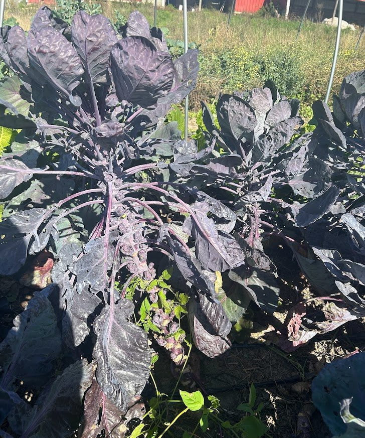 Brussels Sprouts Seeds - Red Rubine, ORGANIC - Sow True Seed