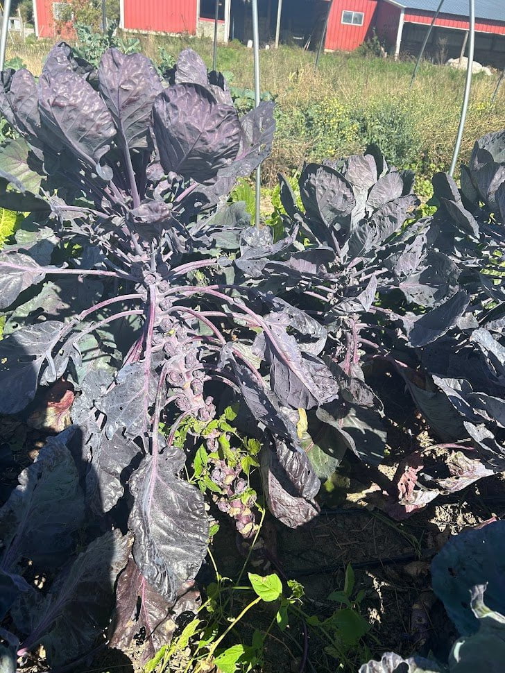 Brussels Sprouts Seeds - Red Rubine, ORGANIC - Sow True Seed
