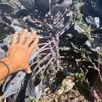 Brussels Sprouts Seeds - Red Rubine, ORGANIC - Sow True Seed