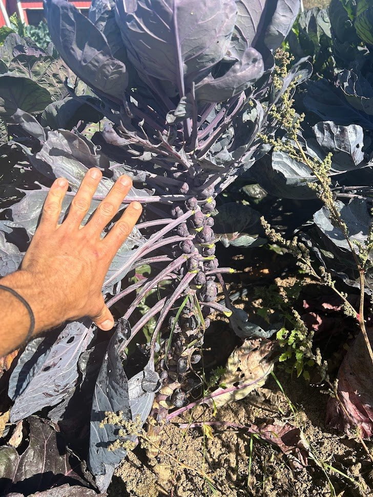 Brussels Sprouts Seeds - Red Rubine, ORGANIC - Sow True Seed