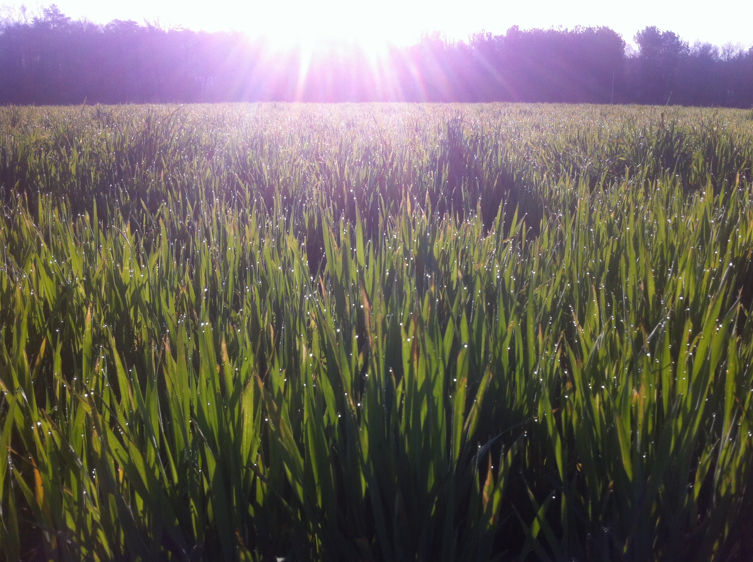 Wheat Seeds - NuEast Red - Sow True Seed