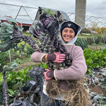 Brussels Sprouts Seeds - Red Rubine, ORGANIC - Sow True Seed