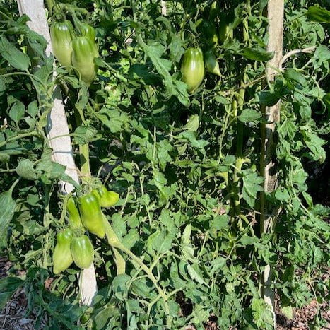 Paste Tomato Seeds - Crimson Cow - Sow True Seed