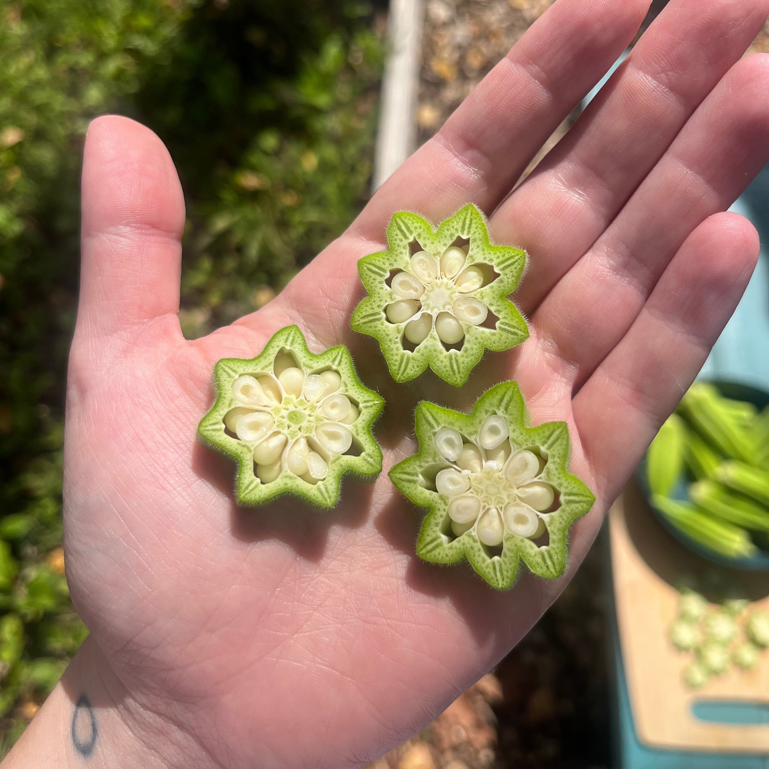 Okra Seeds - Star of David - Sow True Seed