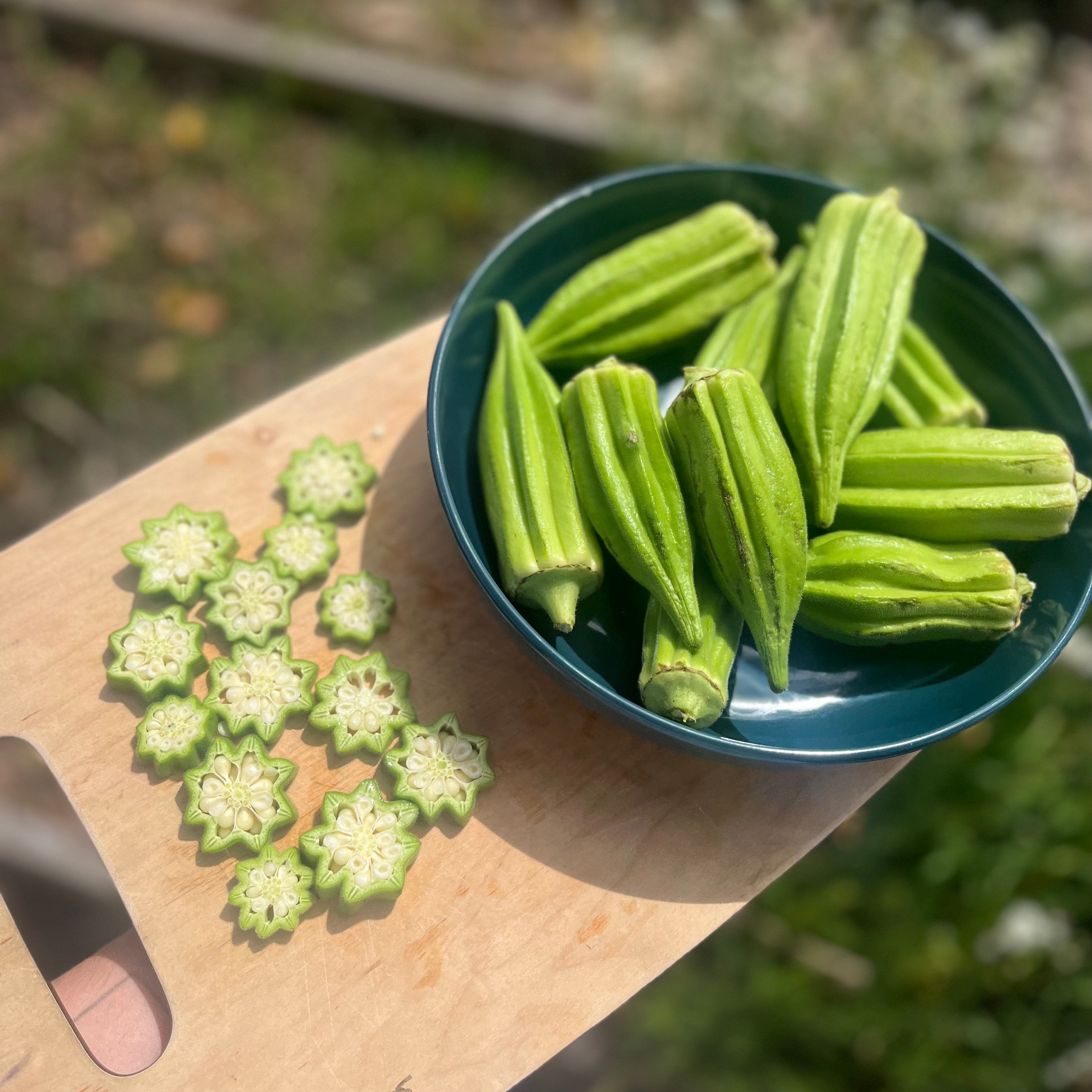 Okra Seeds - Star of David - Sow True Seed