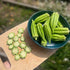 Okra Seeds - Star of David