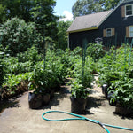 IN PERSON CLASS: Bring Your Garden to the Sun with Container Gardening - Sow True Seed