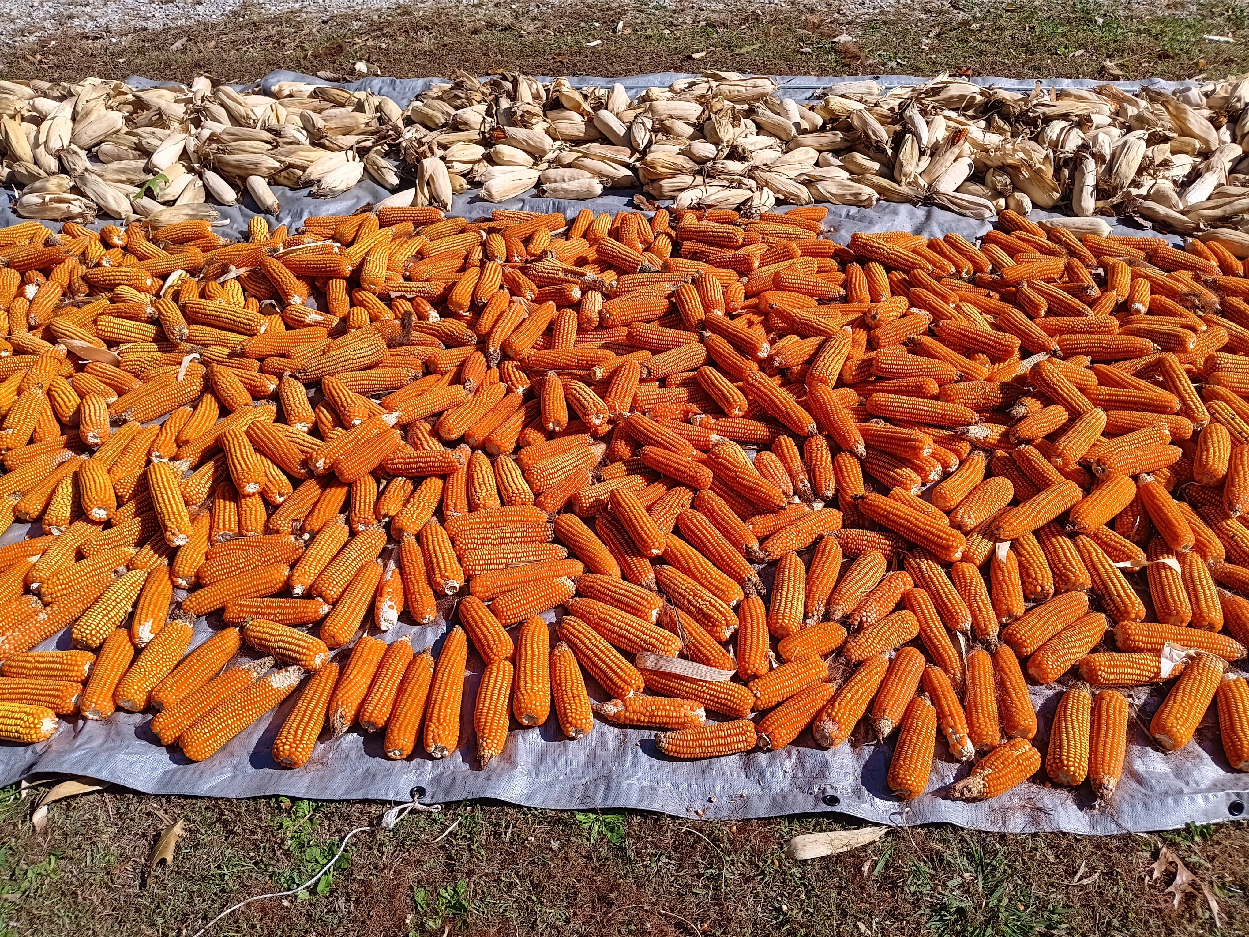 Dent Corn Seeds - Suwan-1 - Sow True Seed