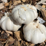Italian Mountain Red Hardneck Garlic - Sow True Seed