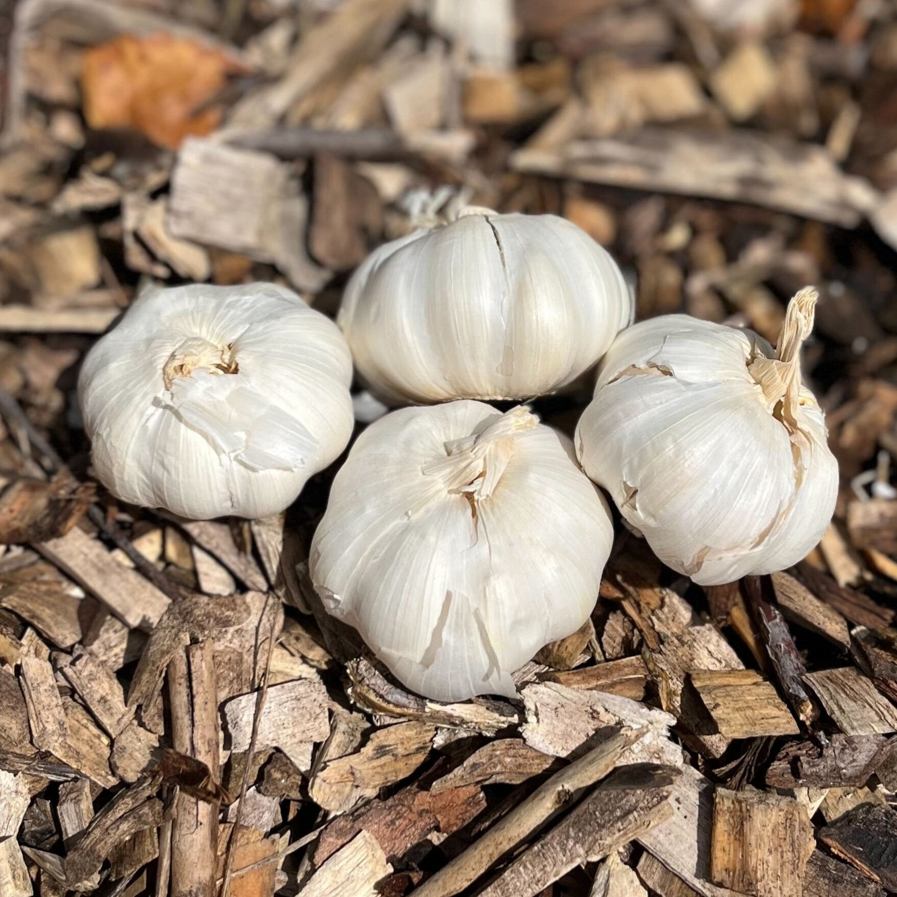 Italian Mountain Red Hardneck Garlic - Sow True Seed