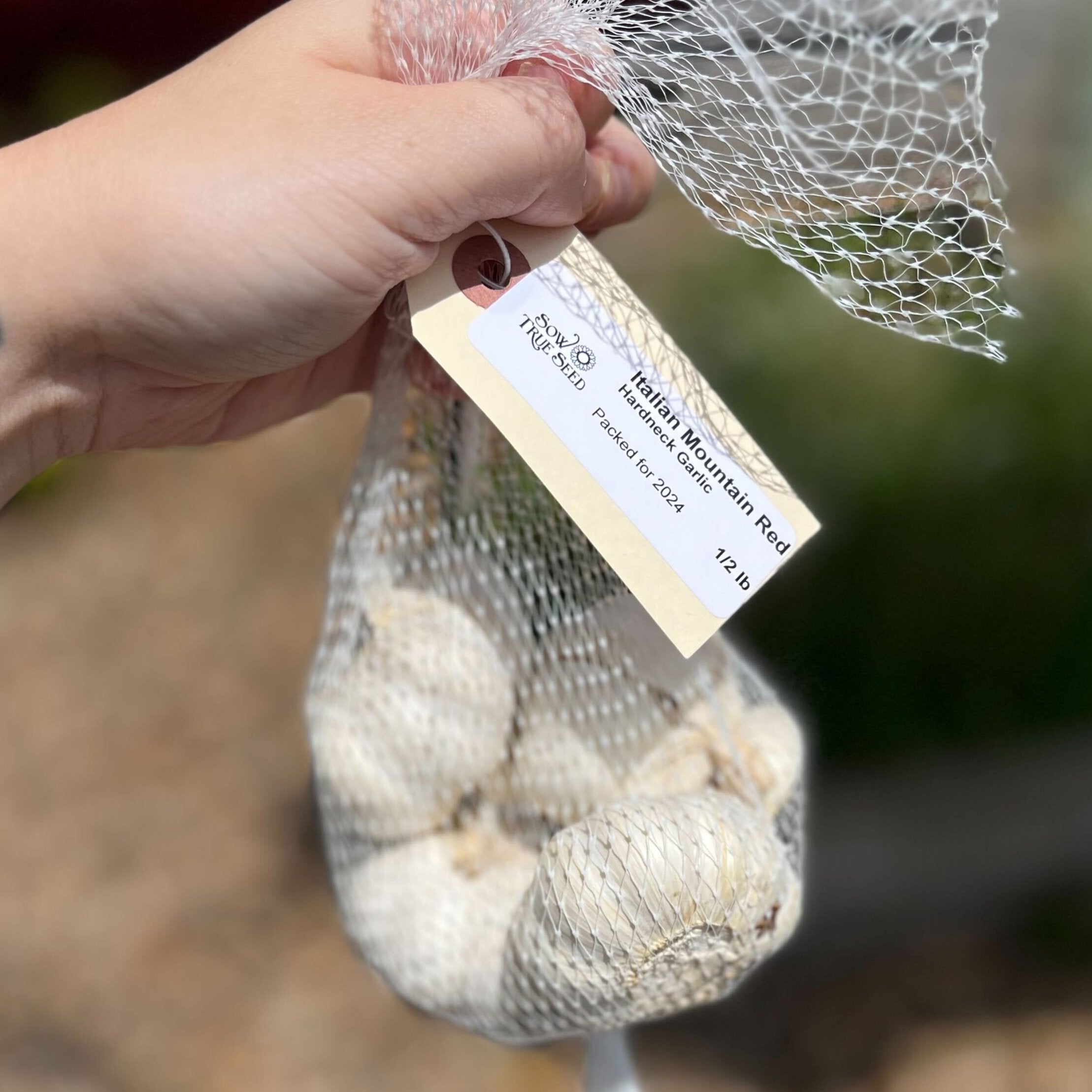 Italian Mountain Red Hardneck Garlic - Sow True Seed