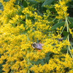 Goldenrod Seeds - Showy Goldenrod - Sow True Seed