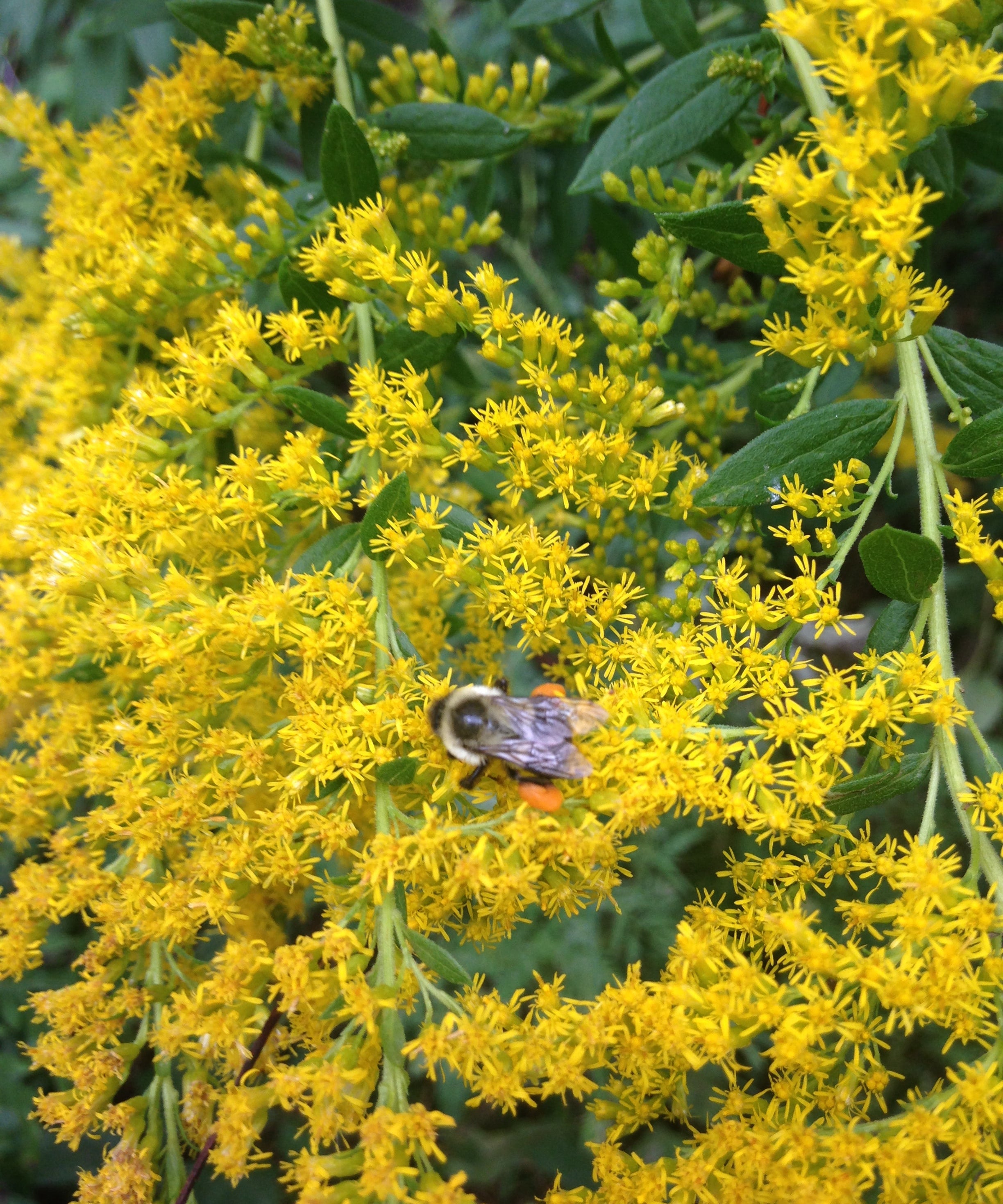 Goldenrod Seeds - Showy Goldenrod - Sow True Seed