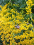 Goldenrod Seeds - Showy Goldenrod