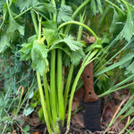 Celery Seeds - Living Web Farms Ventura - Sow True Seed