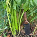 Celery Seeds - Living Web Farms Ventura - Sow True Seed