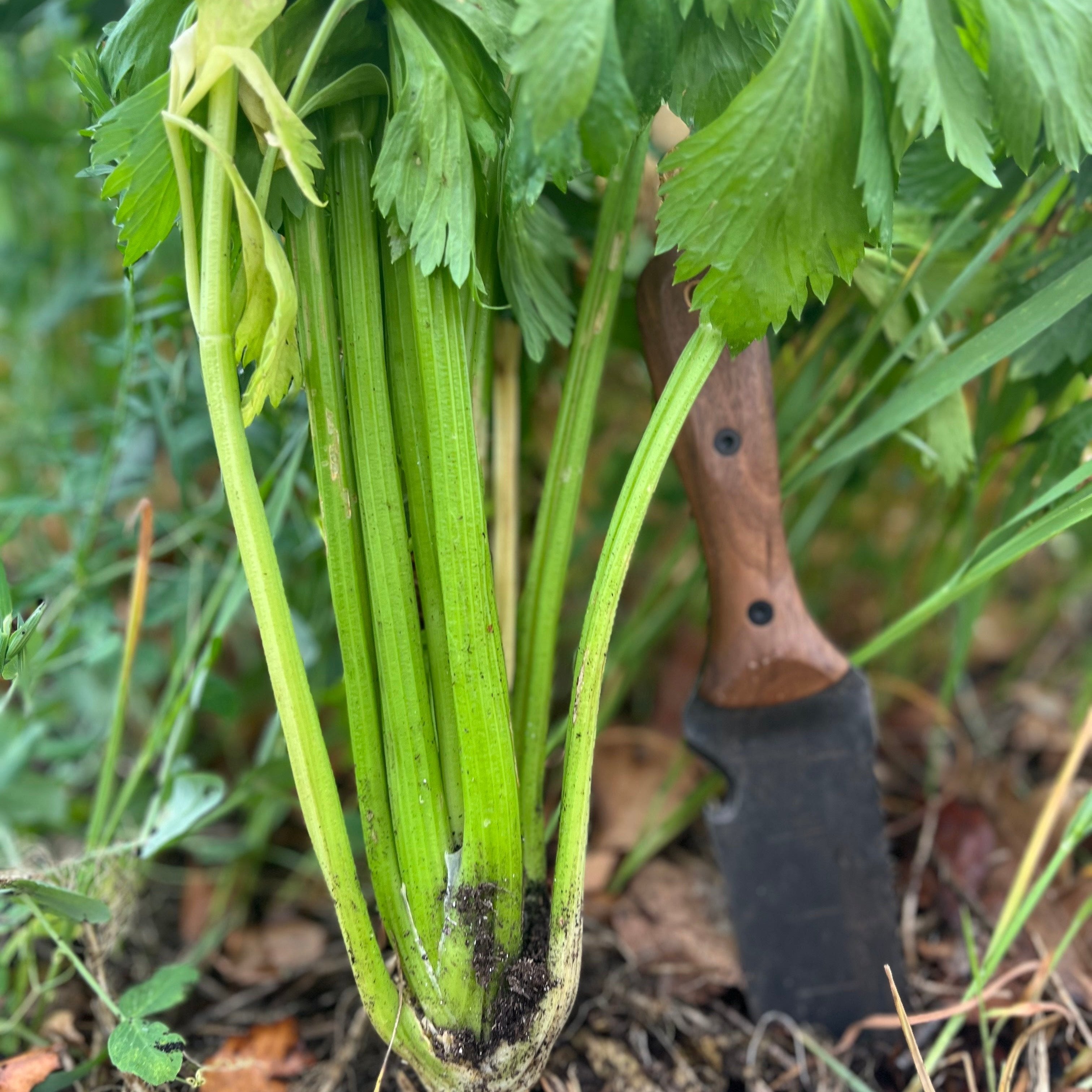 Celery Seeds - Living Web Farms Ventura - Sow True Seed
