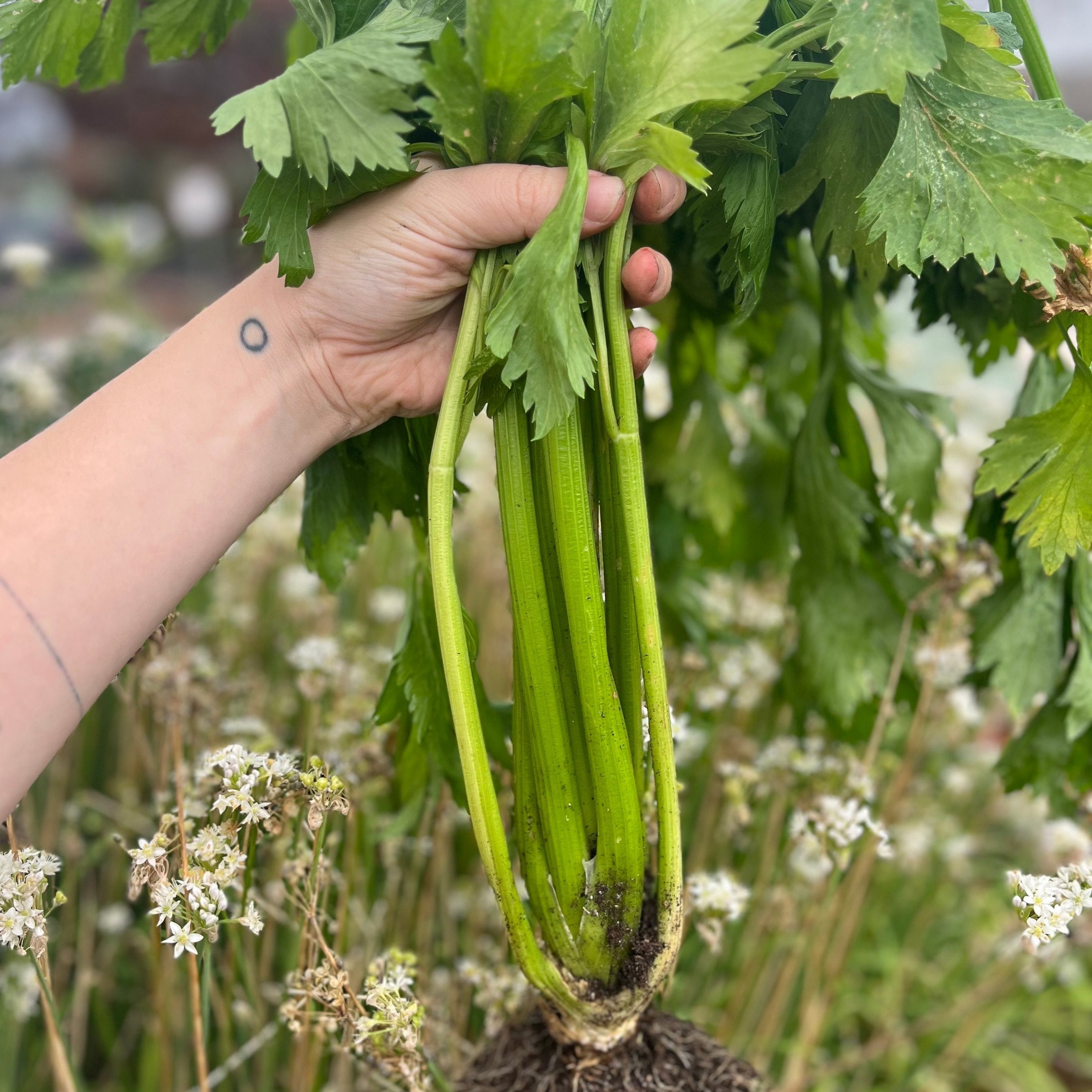planting celery seeds indoors Celery Seeds