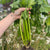 Celery Seeds - Living Web Farms Ventura