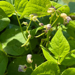 Bush Bean Seeds - Dragon Tongue, ORGANIC - Sow True Seed