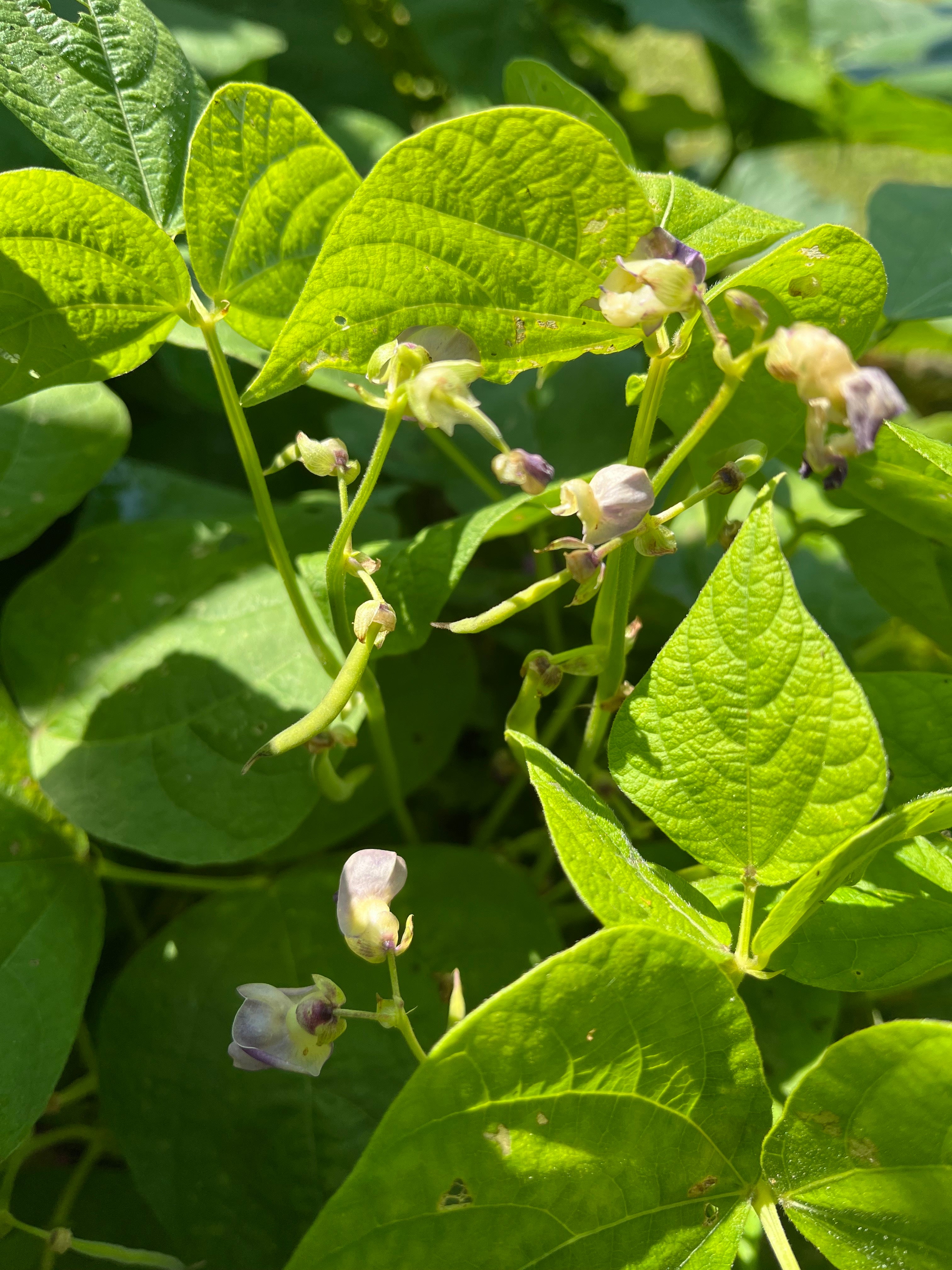 Bush Bean Seeds - Dragon Tongue, ORGANIC - Sow True Seed