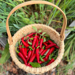 Hot Pepper Seeds - Gochugaru, ORGANIC - Sow True Seed