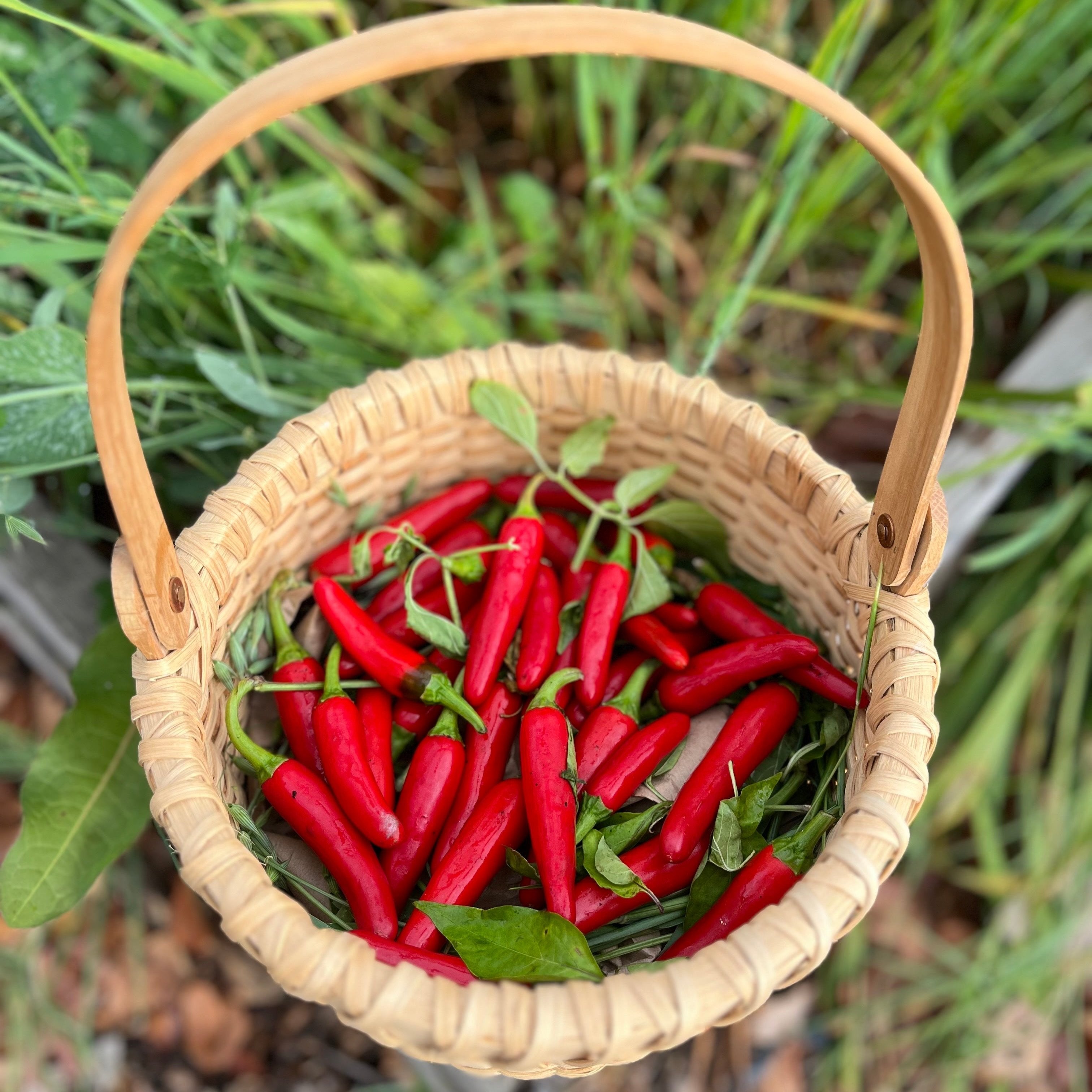 Hot Pepper Seeds - Gochugaru, ORGANIC - Sow True Seed