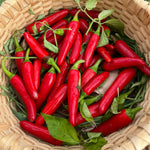 Hot Pepper Seeds - Gochugaru, ORGANIC - Sow True Seed