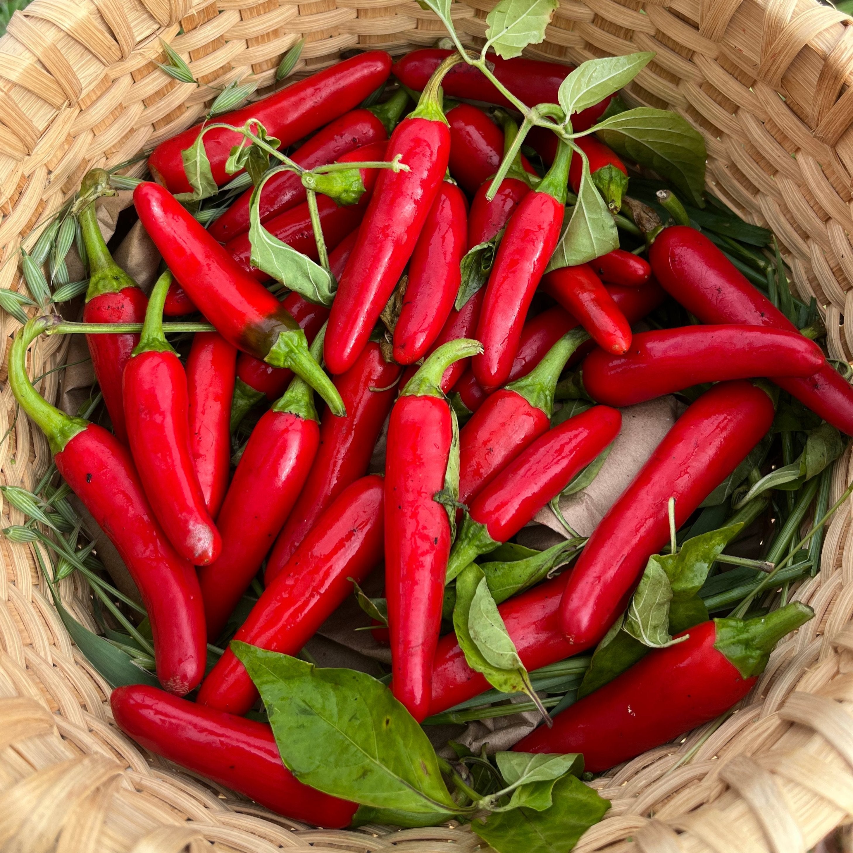 Hot Pepper Seeds - Gochugaru, ORGANIC - Sow True Seed
