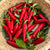 Hot Pepper Seeds - Gochugaru, ORGANIC