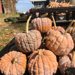Winter Squash Seeds - Black Futsu - Sow True Seed