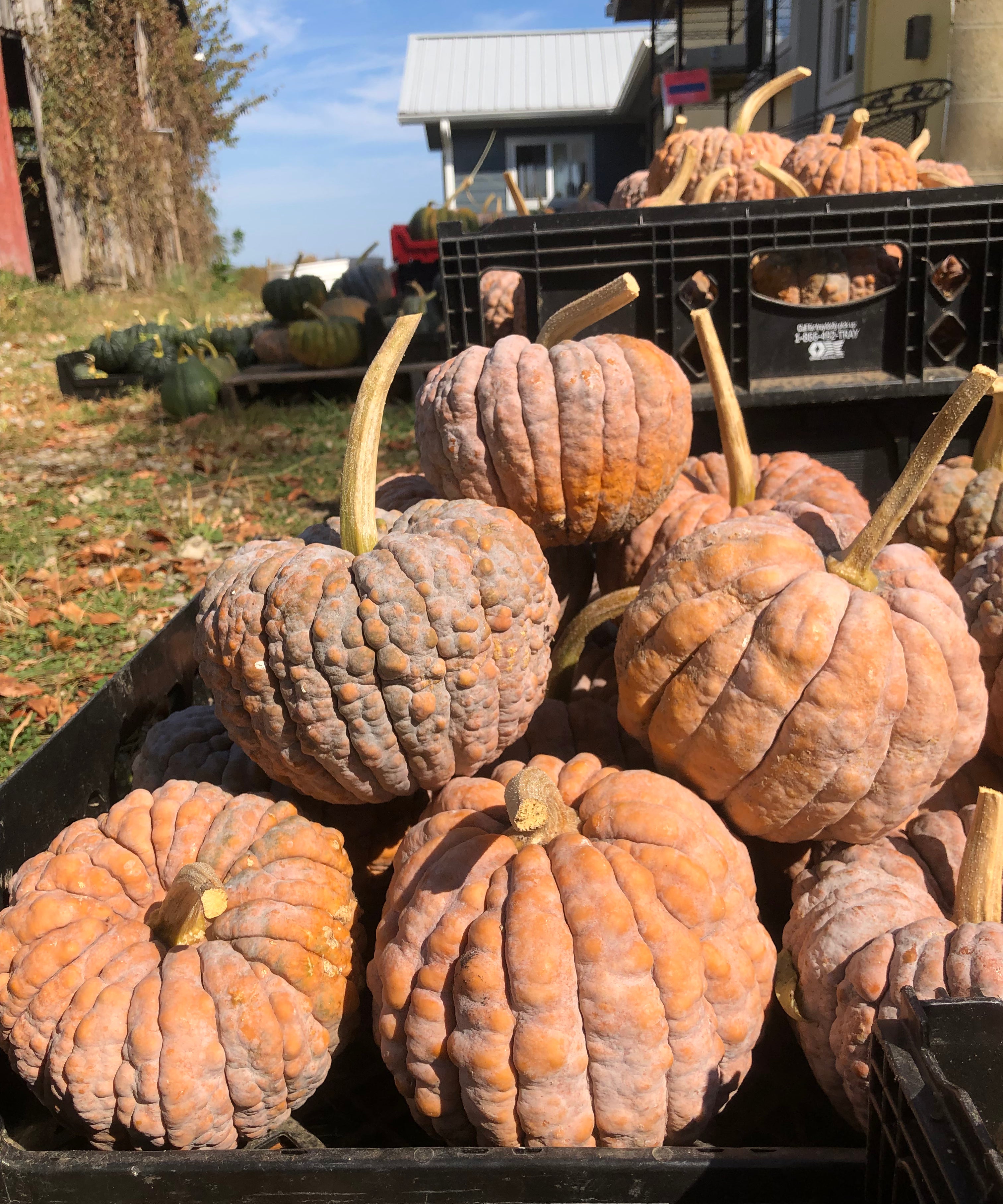Winter Squash Seeds - Black Futsu - Sow True Seed