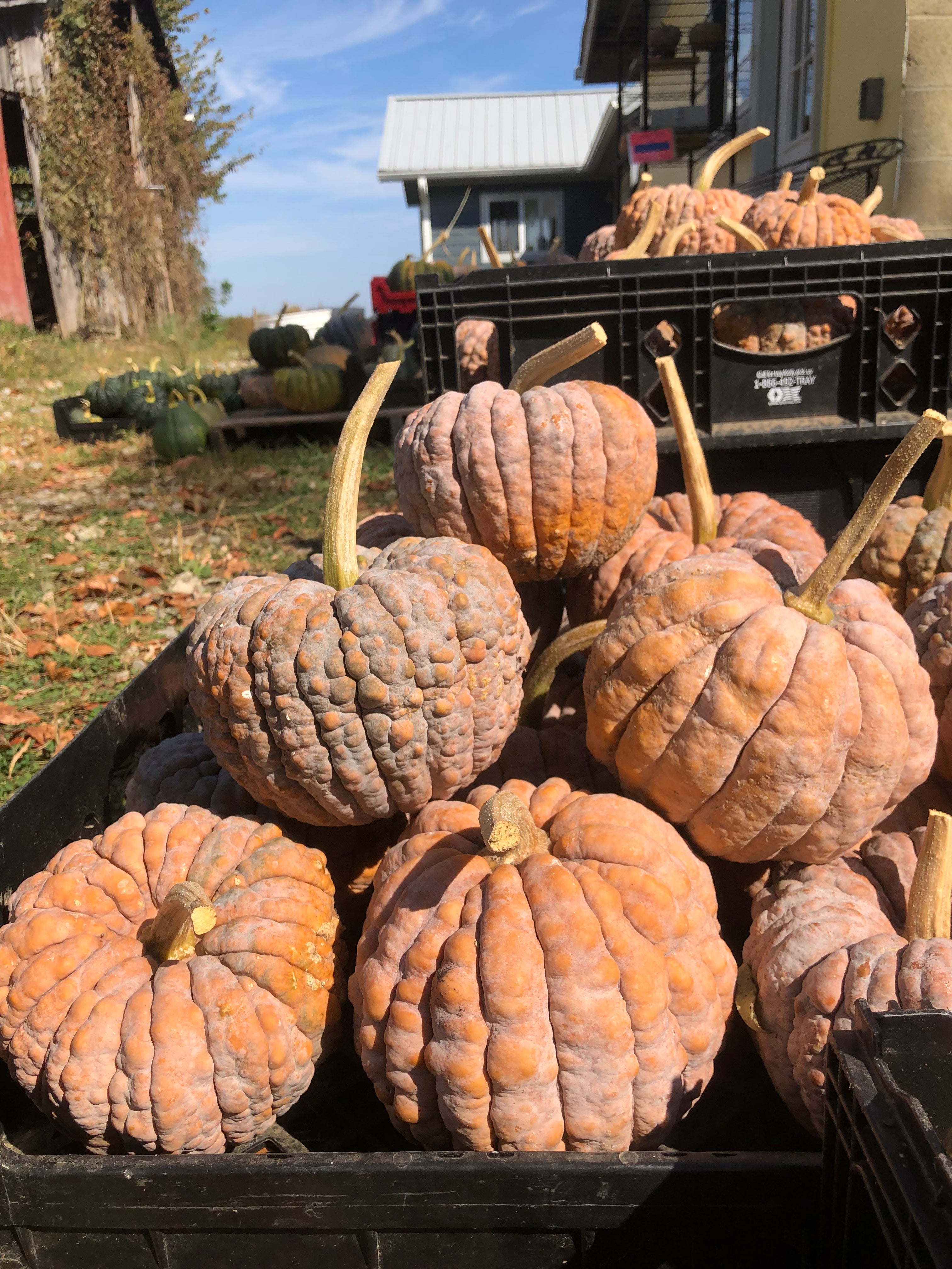 Winter Squash Seeds - Black Futsu - Sow True Seed