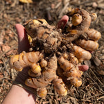 Turmeric Rhizomes - Indira Yellow, 6 oz. - Sow True Seed
