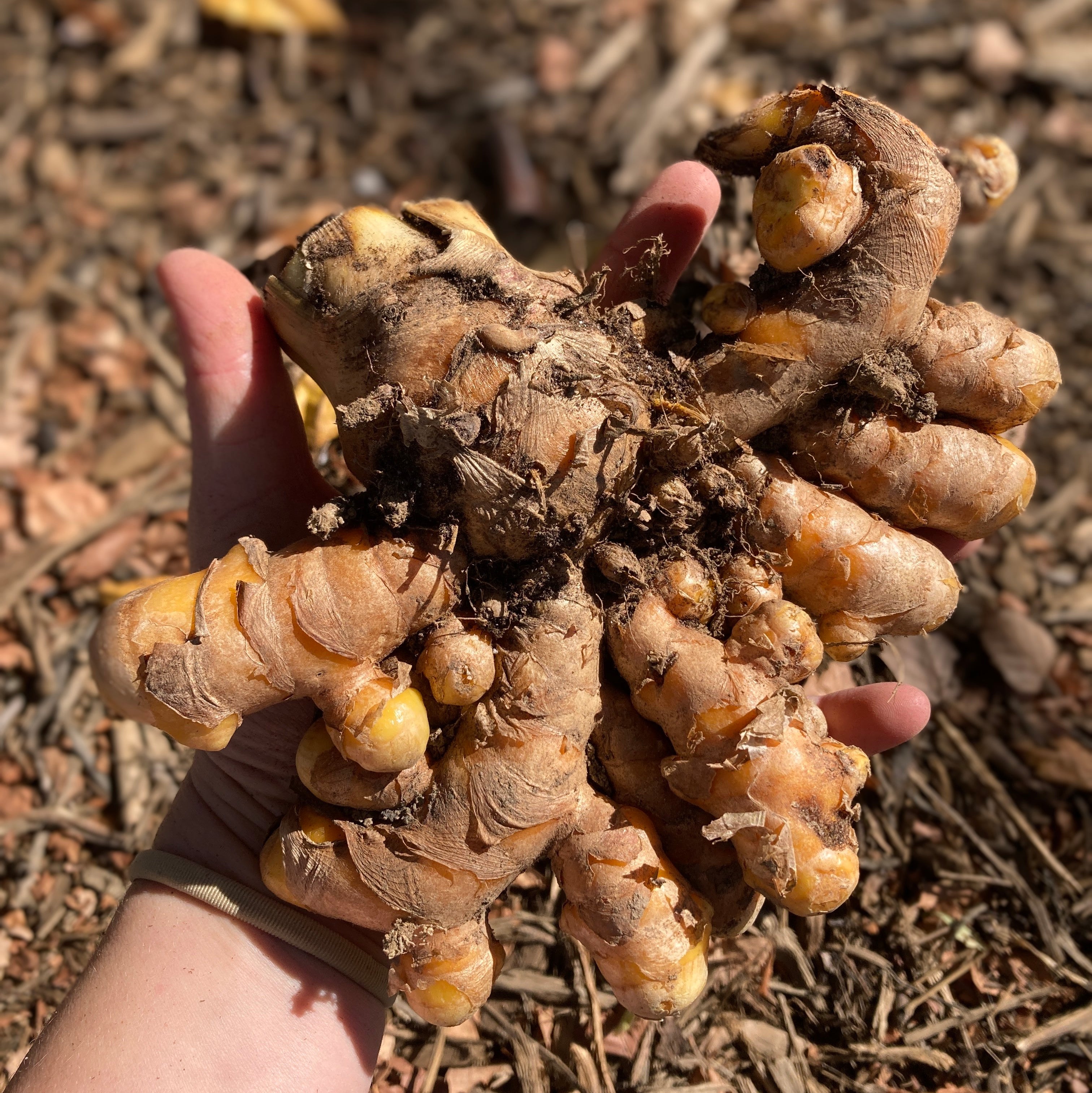 Turmeric Rhizomes - Indira Yellow, 6 oz. - Sow True Seed