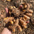 Turmeric Rhizomes - Indira Yellow, 6 oz. - Sow True Seed