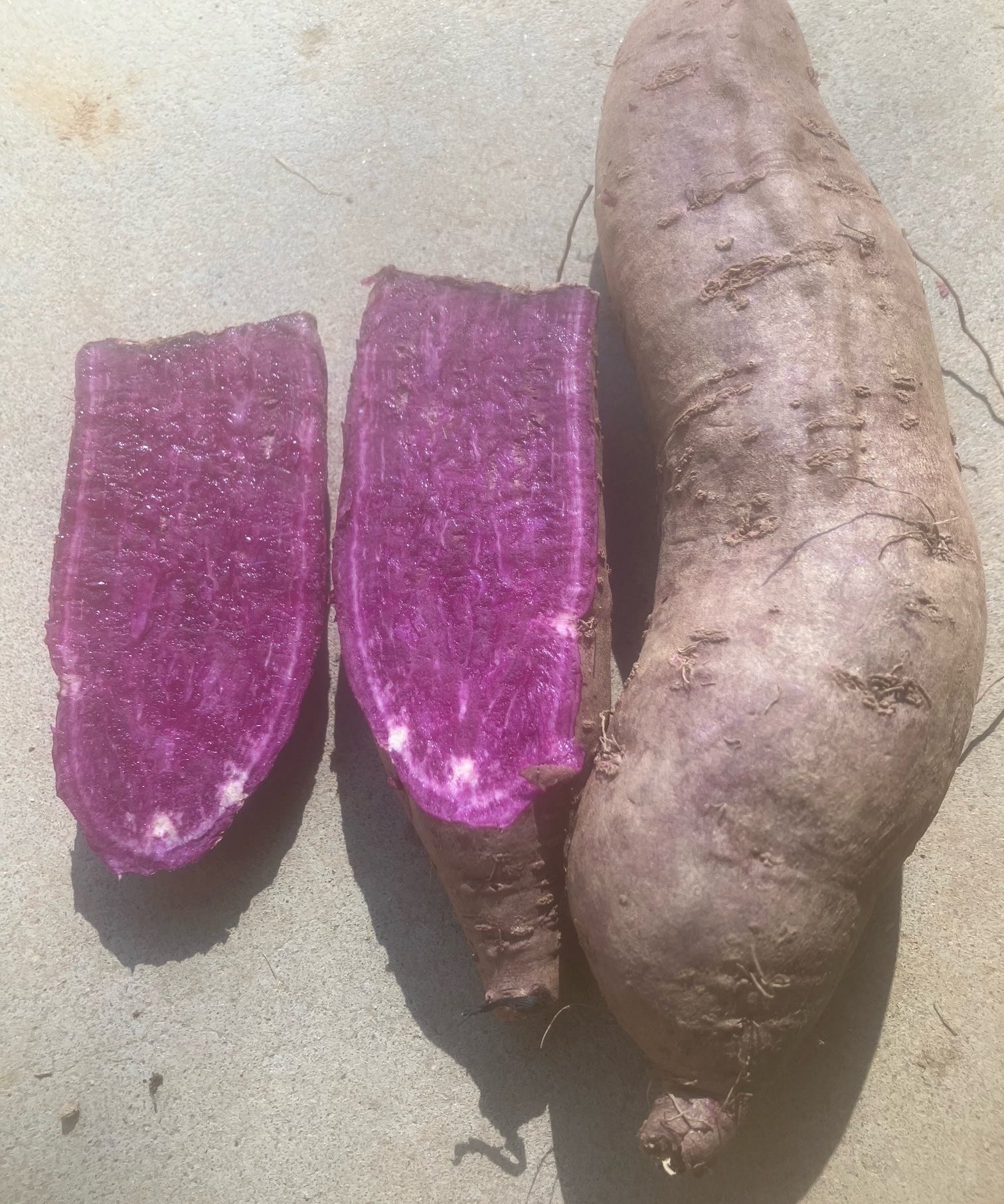 Loretta Blue Sweet Potato Slips - Sow True Seed