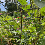 Asparagus Bean Seeds - Red Podded, ORGANIC - Sow True Seed