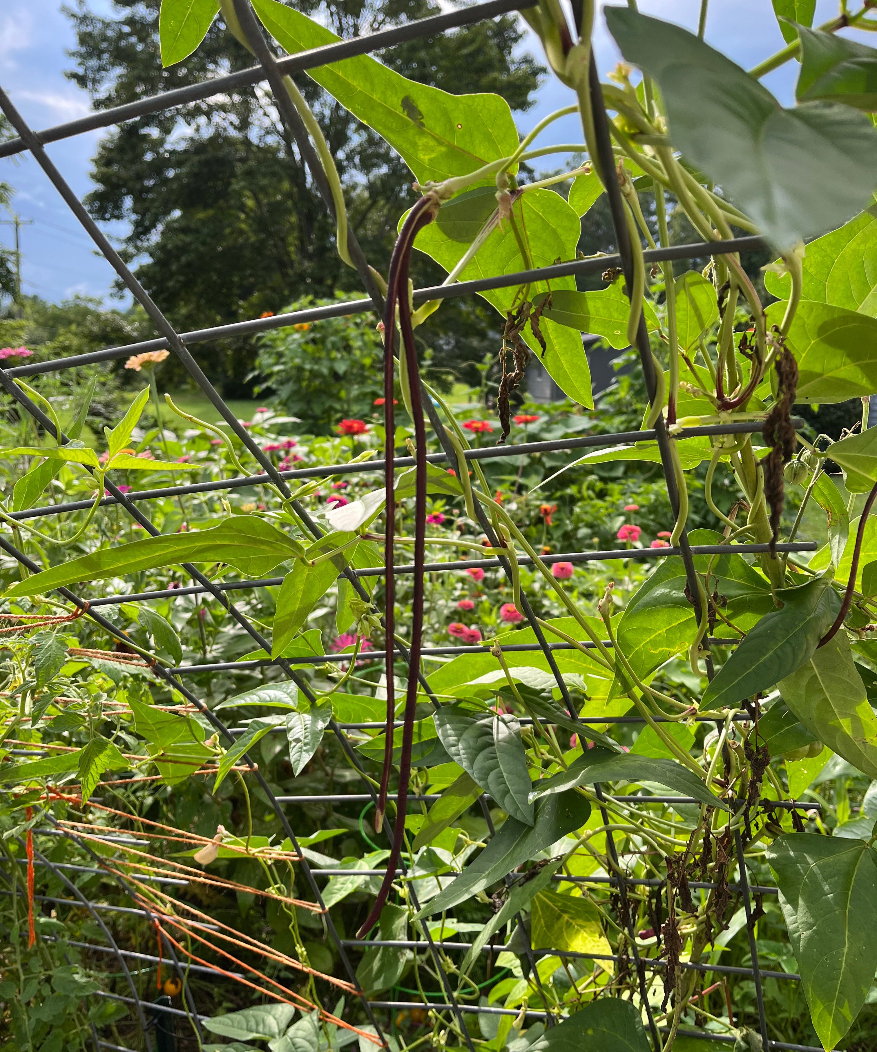 Asparagus Bean Seeds - Red Podded, ORGANIC - Sow True Seed