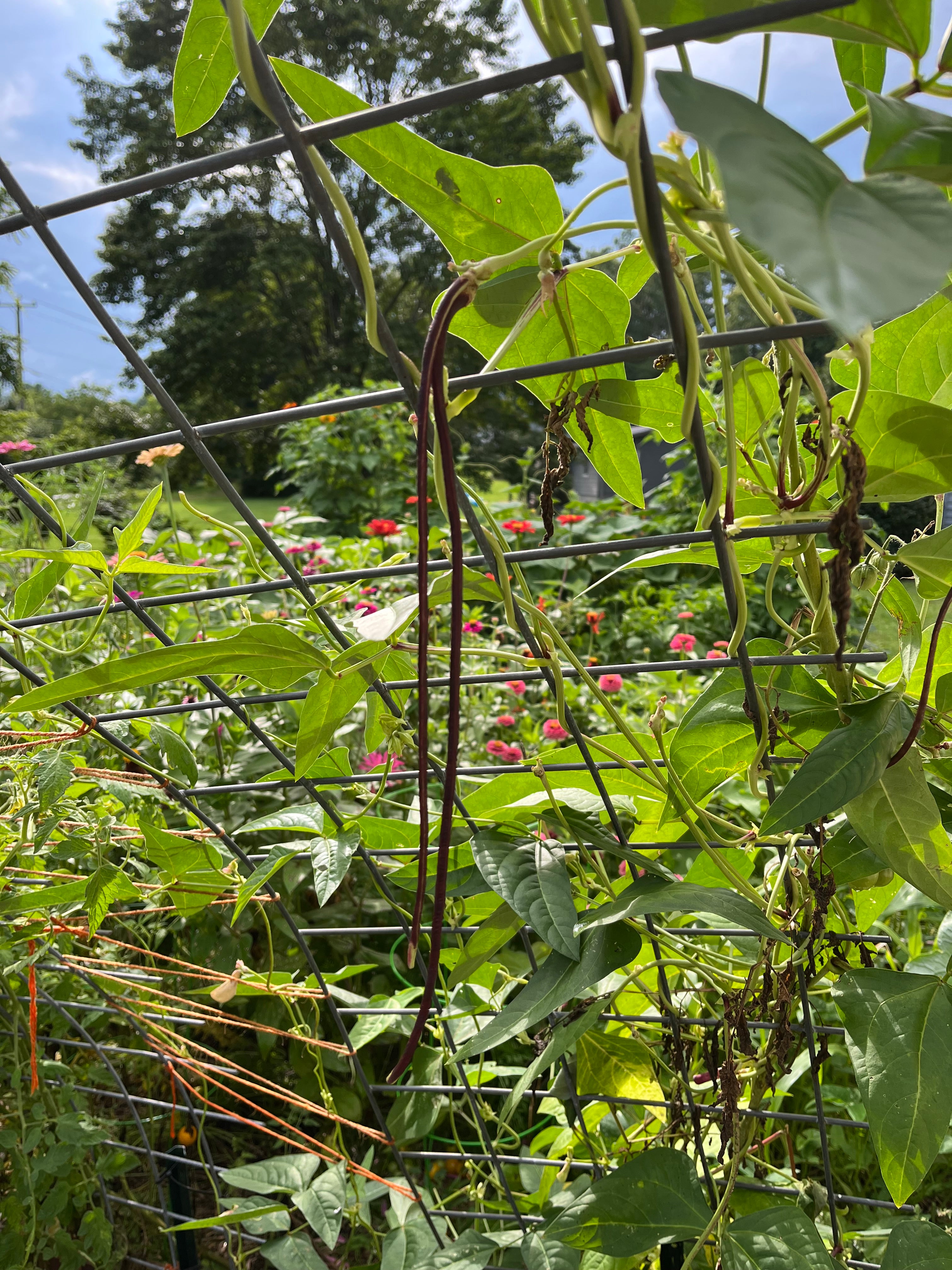 Asparagus Bean Seeds - Red Podded, ORGANIC - Sow True Seed