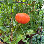 Slicing Tomato Seeds - Mr. Stripey - Sow True Seed