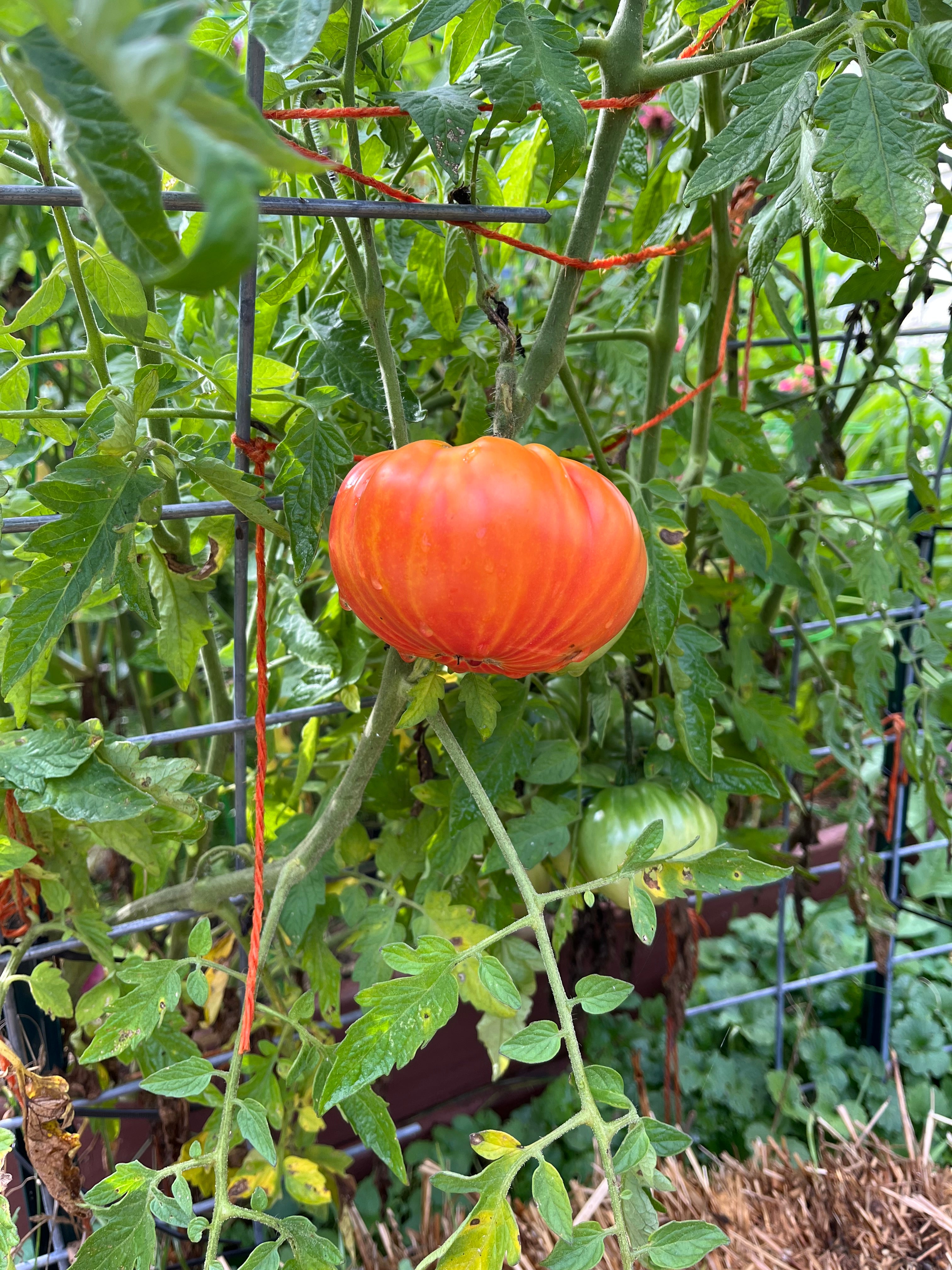 Slicing Tomato Seeds - Mr. Stripey - Sow True Seed